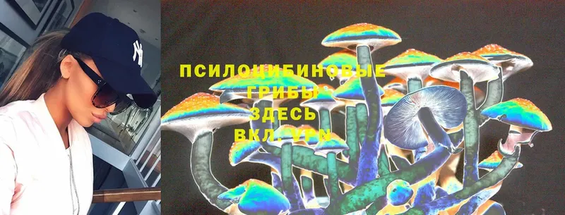 Псилоцибиновые грибы Psilocybine cubensis  Котово 